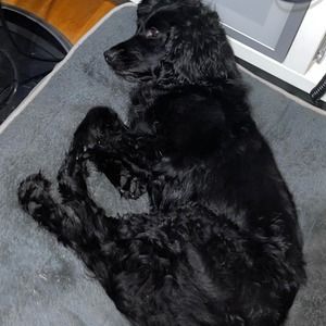 Meet your Posher, Ella
